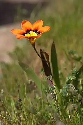 Harlekinblomst (Sparaxis tricolor)Foto: Noah Elhardt.