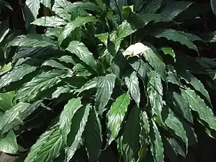 Fredslilje (Spathiphyllum wallisii)