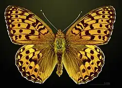 Markperlemorsommerfugl