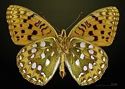 △ Markperlemorsommerfugl