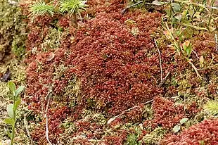 Rød Tørvemos (Sphagnum magellanicum) Foto: James K. Lindsey