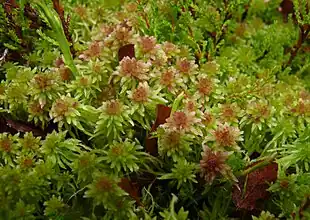Pjusket Tørvemos (Sphagnum cuspidatum) Foto: Bernd Haynold.