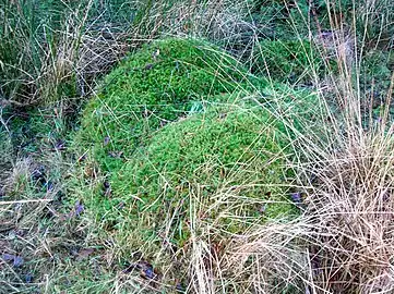 North Ayrshire, Skotland.