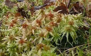 Almindelig tørvemos (Sphagnum palustre)Foto: Bernd Haynold