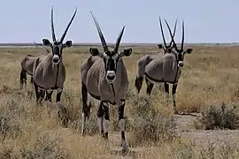 Gemsbokke i nærheden af Etosha nationalpark