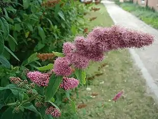Pilebladet Spiræa (Spiraea salicifolia)