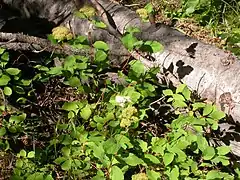 Habitat(Montana, USA)