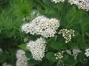 Birkespiræa (Spiraea betulifolia)