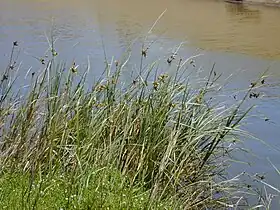 Strandkogleaks (Bolboschoenus maritimus) Foto: Forest & Kim Starr