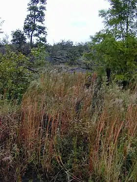 Schizachyrium condensatum Foto: Forest & Kim Starr