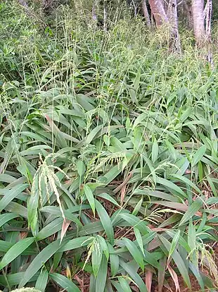 Palmebladet Skærmaks (Setaria palmifolia) Foto: Forest & Kim Starr