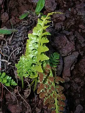 Sort Radeløv (Asplenium adiantum-nigrum) Foto: Forest & Kim Starr