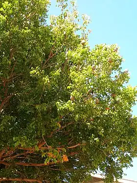 Mahogni-art (muligvis Swietenia macrophylla).