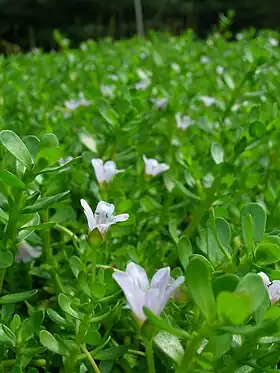 Bacopa monnieriFoto: Forest & Kim Starr