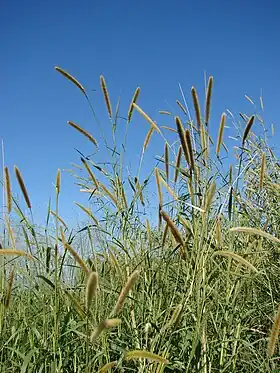 Afrikansk elefantgræs (Pennisetum purpureum) Foto: Forest & Kim Starr (via Starr Environmental: Free Resources)