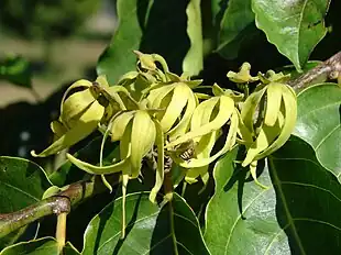 Ylang-Ylang (Cananga odorata)Foto: Kim & Forest Starr