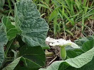 Flaskegræskar (Lagenaria siceraria)
