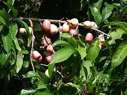 Syzygium malaccense