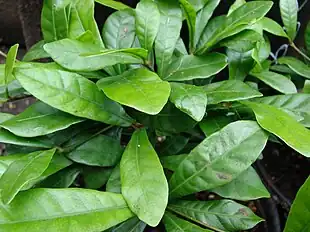 Mirakelbær (Synsepalum dulcificum) Foto: Forest & Kim Starr