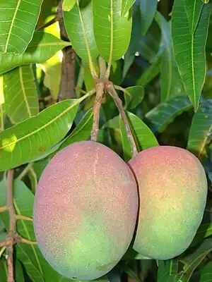 Frugt af Almindelig mango, M. indica