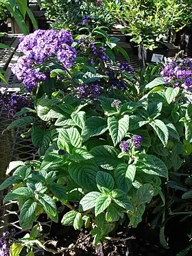Ægte heliotrop (Heliotropium arborescens). Foto: Forest & Kim Starr