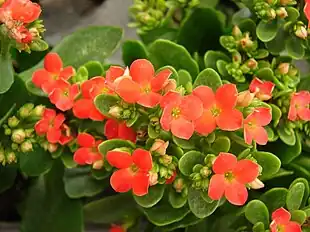 Koraltop (Kalanchoe blossfeldiana)Foto: Forest & Kim Starr