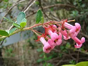 Escallonia rubra var. macrantha