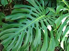 Monstera deliciosa med de typiske hullede blade