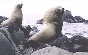 Stellers Søløve. Han i forgrunden, hun bagerst til venstre