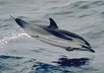 Stribet delfin, Stenella coeruleoalba