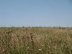 Steppevegetation i Burnazului-sletten