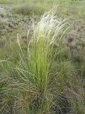 Stipa borysthenica Foto: Krzysztof Ziarnek