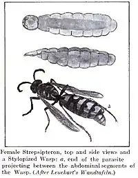 Viftevingehun (a: hunnens forende stikker ud fra hvepsens bagkrop)