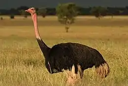 Masaistruds (Struthio camelus)