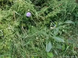 Djævelsbid på en naturlig biotop.