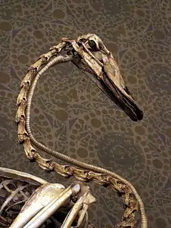 Skelet af halsen på en svane.Foto: Tup Wanders www.flickr.com