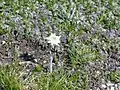 Ægte Edelweiss