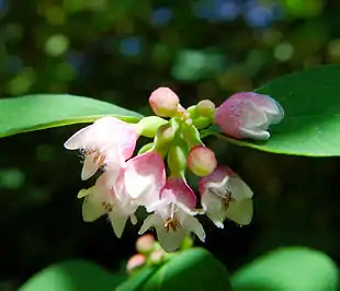 Hvid snebær (Symphoricarpos albus) i blomstring.
