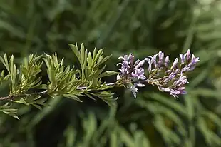 Fliget syren (Syringa x laciniata) Blade og blomster. Foto: Wouter Hagens.