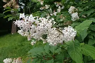 Himalayasyren (Syringa emodi) Foto: Krzysztof Ziarnek