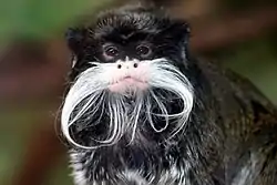 Underarten S. i. subgrisescens