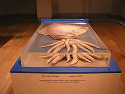 Taningia danaeMuseo Nacional de Ciencias Naturales i Madrid