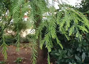 Almindelig Sumpcypres (Taxodium distichum) med spredtstillede nåle.