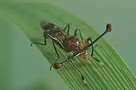 Han af Teleopsis dalmanni