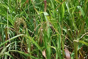 Teosinte (Zea mays).