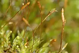 Alm. Firtand Tetraphis pellucida