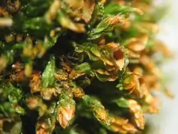 Alm. Firtand Tetraphis pellucida