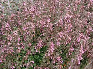 Ædel-Kortlæbe (Teucrium chamaedrys).