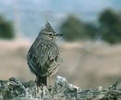 Theklalærke (Galerida theklae) - fra Lleida, Spanien