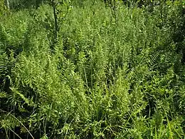 Kærmangeløv (Thelypteris palustris)